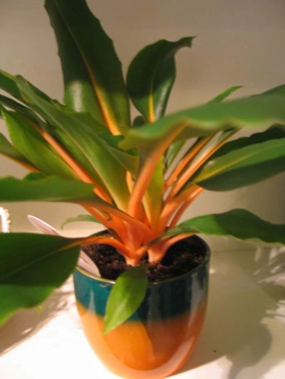 Лот: 16435564. Фото: 1. Хлорофитум "Орхидаструм" (оранж... Горшечные растения и комнатные цветы