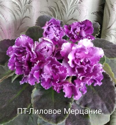 Лот: 11154424. Фото: 1. Фиалка ПТ-Лиловое мерцание - лист... Горшечные растения и комнатные цветы