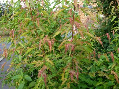 Лот: 13632875. Фото: 1. Клен Гиннала. (Acer ginnala) Закрытая... Горшечные растения и комнатные цветы