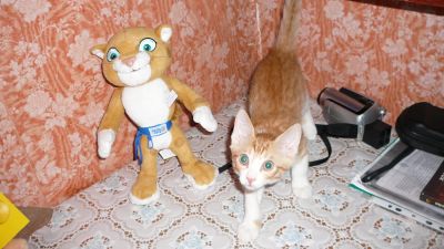 Лот: 4217823. Фото: 1. Сфинксу срочно нужен друг :). Кошки, котята