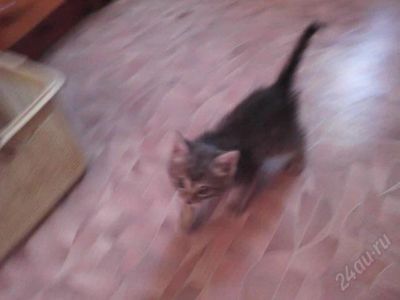 Лот: 1294331. Фото: 1. Игривый котик, 2 мес, серый. Кошки, котята