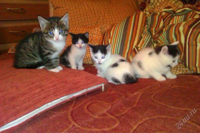 Лот: 1435316. Фото: 1. отдам милых и красивых котят. Кошки, котята