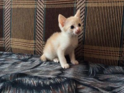 Лот: 4953849. Фото: 1. Котята. Кошки, котята