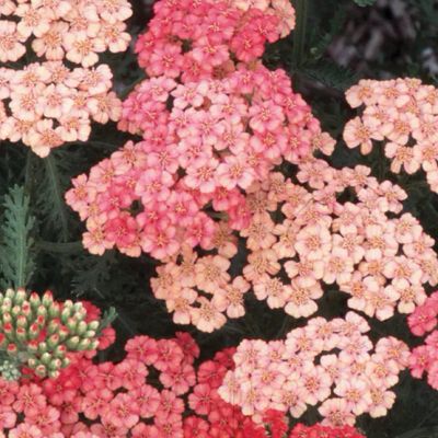 Лот: 3959615. Фото: 1. Тысячелистник Тутти Фрутти Пинэпл... Другое (семена, рассада, садовые растения)