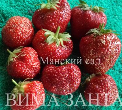 Лот: 5814554. Фото: 1. Саженцы садовой земляники(клубники... Ягоды