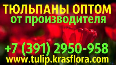 Лот: 1541552. Фото: 1. Крупные тюльпаны оптом и в розницу... Другое (готовый бизнес)