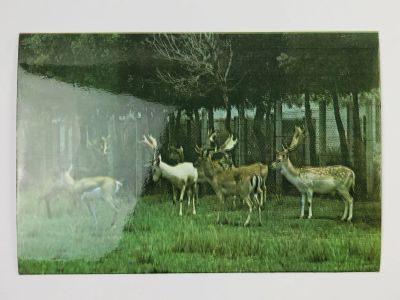 Лот: 23296477. Фото: 1. Лань. Куба. Национальный зоопарк... Открытки, конверты