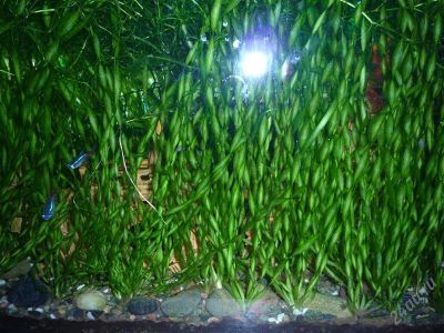 Лот: 2788714. Фото: 1. Валлиснерия, цена за 10 шт. Водные растения
