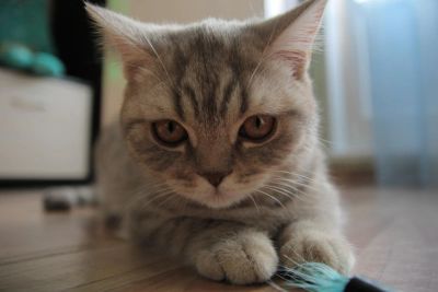 Лот: 7107556. Фото: 1. Шотландский котенок. Кошки, котята