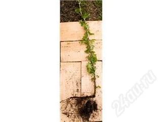Лот: 64109. Фото: 1. смородина черная2. Другое (семена, рассада, садовые растения)