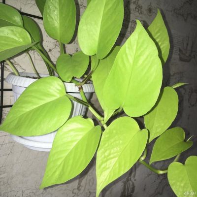 Лот: 16682132. Фото: 1. Epipremnum aureum «Neon/Golden... Горшечные растения и комнатные цветы