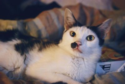 Лот: 10867652. Фото: 1. Кот. Ласковый и умный). Кошки, котята