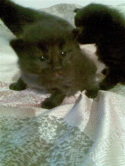 Лот: 508892. Фото: 1. Подарю домашних котят. Остальные животные