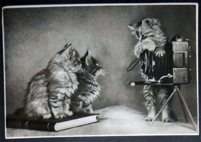 Лот: 7129828. Фото: 1. Открытка Кошки, котята, книга... Открытки, конверты