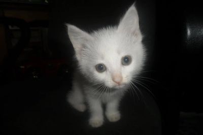 Лот: 10440143. Фото: 1. Котята. Кошки, котята