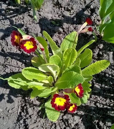 Лот: 9541753. Фото: 1. примула ушковая многолетник. Садовые цветы