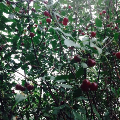 Лот: 5958780. Фото: 1. Ягода вишни 60 руб/литр. Ягоды, орехи