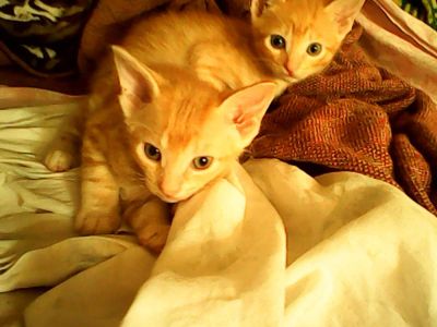 Лот: 4270200. Фото: 1. Котенок рыжий табби классик 7... Кошки, котята