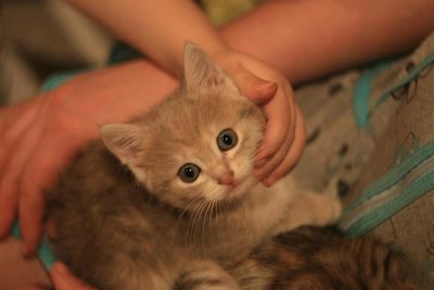 Лот: 3532929. Фото: 1. Котенок девочка красавица. Кошки, котята