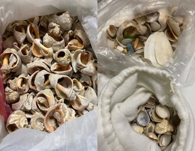 Лот: 24307994. Фото: 1. Ракушки морские. Минералы и окаменелости