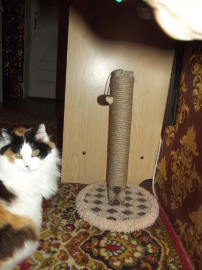 Лот: 4682713. Фото: 1. Когтеточка. Игрушки для животных