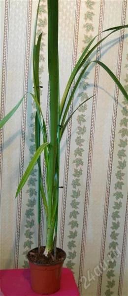 Лот: 2858058. Фото: 1. орхидея цимбидиум с деткой.Цвет... Горшечные растения и комнатные цветы