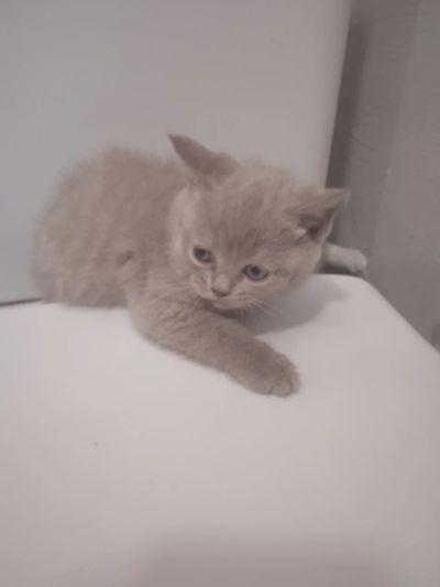 Лот: 18936692. Фото: 1. котята. Кошки, котята