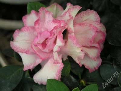 Лот: 726144. Фото: 1. Азалия-микс 2. Горшечные растения и комнатные цветы