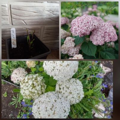 Лот: 20182510. Фото: 1. Гортензия древовидная Кандибелле... Декоративные кустарники и деревья