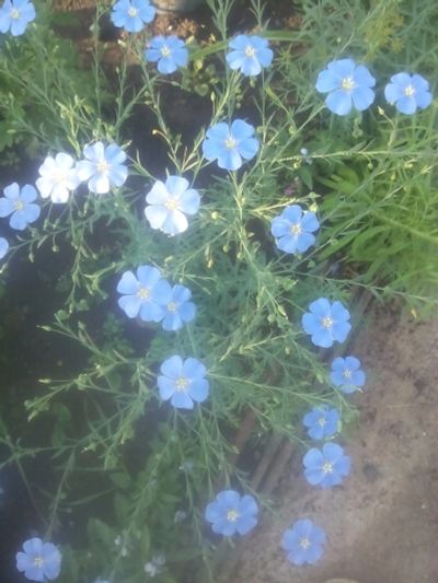 Лот: 11890008. Фото: 1. Лён голубой многолетник. Садовые цветы