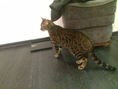 Лот: 6982728. Фото: 1. Бенгальский кот 12 месяцев, чемпион. Кошки, котята