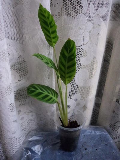 Лот: 2836328. Фото: 1. Калатея зебрина (Calathea zebrina... Горшечные растения и комнатные цветы