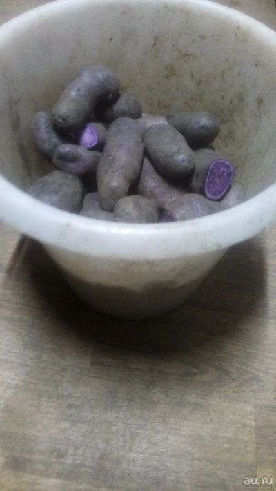 Лот: 16862824. Фото: 1. Картофель фиолетовый, на еду... Картофель