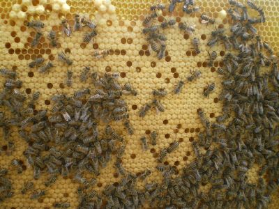 Лот: 5196186. Фото: 1. Пчелосемьи, Пчелы, Улья, Пасека... Остальные животные