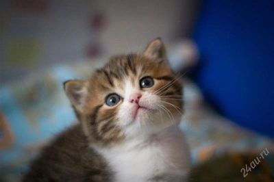 Лот: 2186139. Фото: 1. шотландские клубные котята. Кошки, котята