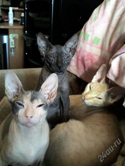 Лот: 1563067. Фото: 1. Донские котята. Кошки, котята