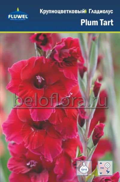 Лот: 15770206. Фото: 1. Гладиолус Plum Tart / Плум Тарт... Садовые цветы