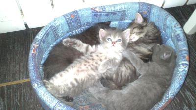 Лот: 4920617. Фото: 1. Котята. Кошки, котята