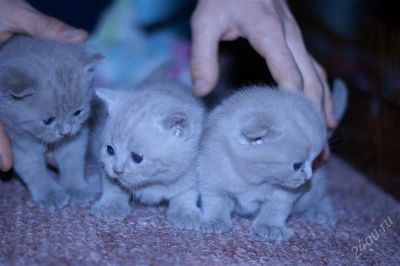 Лот: 1454140. Фото: 1. шотлаши!. Кошки, котята
