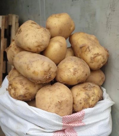 Лот: 20006135. Фото: 1. Молодой картофель 2023. Картофель