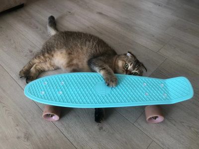 Лот: 17929519. Фото: 1. Penny Board Original 22" Pastel... Роликовые коньки, скейтборды, самокаты