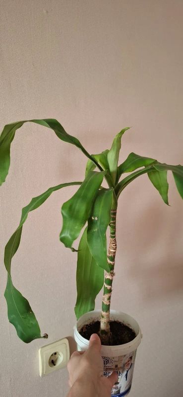 Лот: 25855010. Фото: 1. Драцена душистая (Dracaena fragrans... Горшечные растения и комнатные цветы