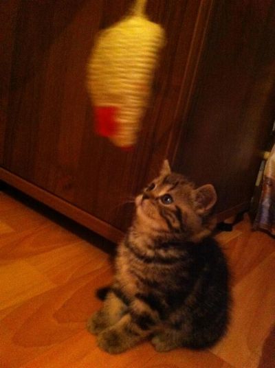Лот: 3663007. Фото: 1. Британский котенок карат (элитный... Кошки, котята