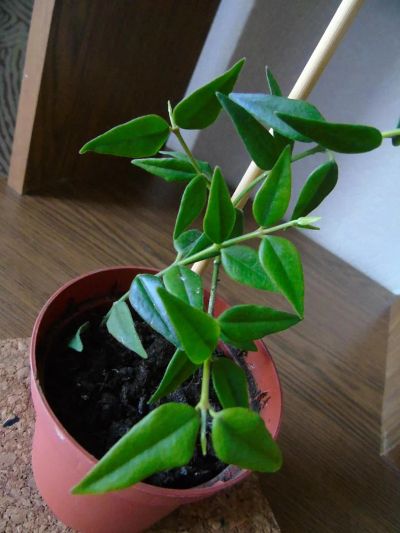 Лот: 7290572. Фото: 1. Хойя Белла (Hoya lanceolata bella... Горшечные растения и комнатные цветы