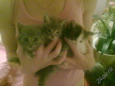 Лот: 468804. Фото: 1. отдам котят сибирской красавицы... Остальные животные
