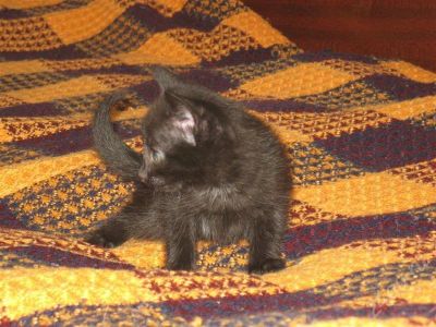 Лот: 541507. Фото: 1. Отдам черного котенка. Остальные животные