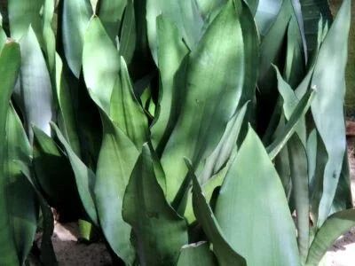 Лот: 10318977. Фото: 1. Сансевиерия Муншайн (Sansevieria... Горшечные растения и комнатные цветы