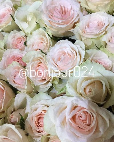 Лот: 11159505. Фото: 1. Розы розово-кремовые. Свежие цветы