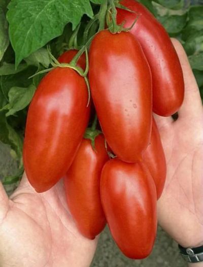 Лот: 7056193. Фото: 1. Рассада томаты Дамские пальчики. Овощи