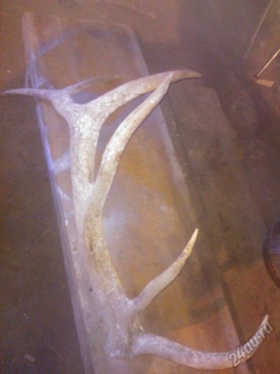 Лот: 5685172. Фото: 1. рог оленя. Чучела животных, рога, шкуры